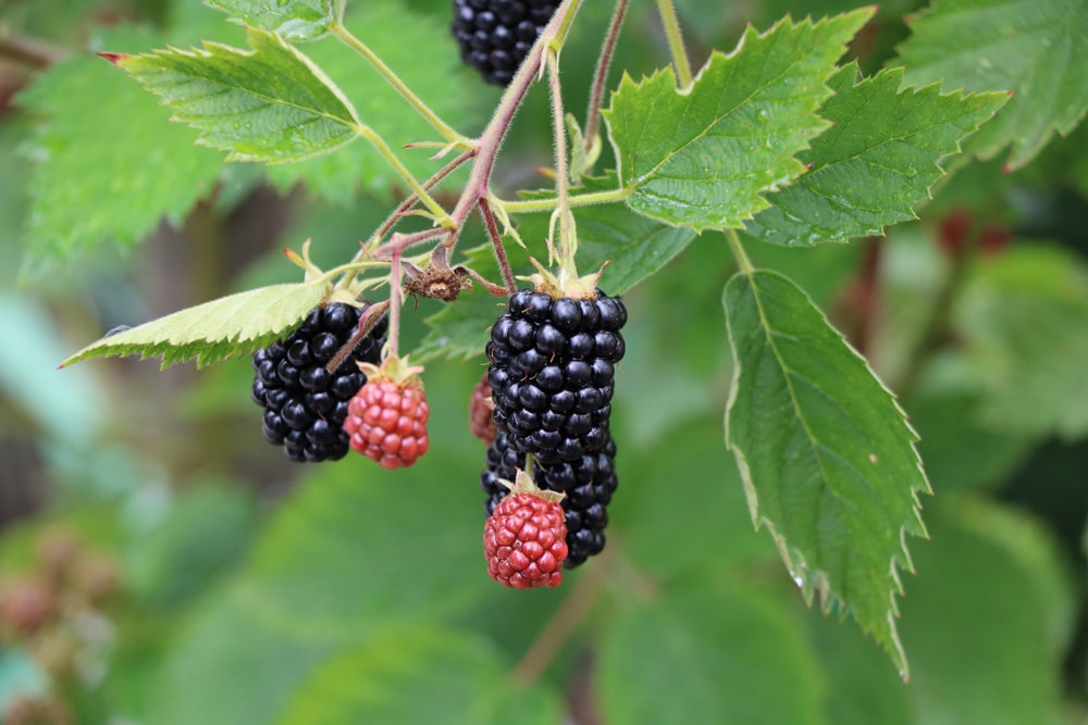 Brombeere - Rubus sectio rubus