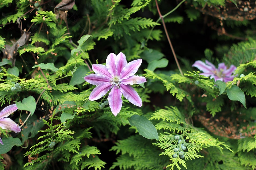 Clematis - Doctor Ruppel - Waldrebe