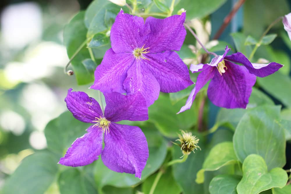 Clematis - The President - Waldrebe