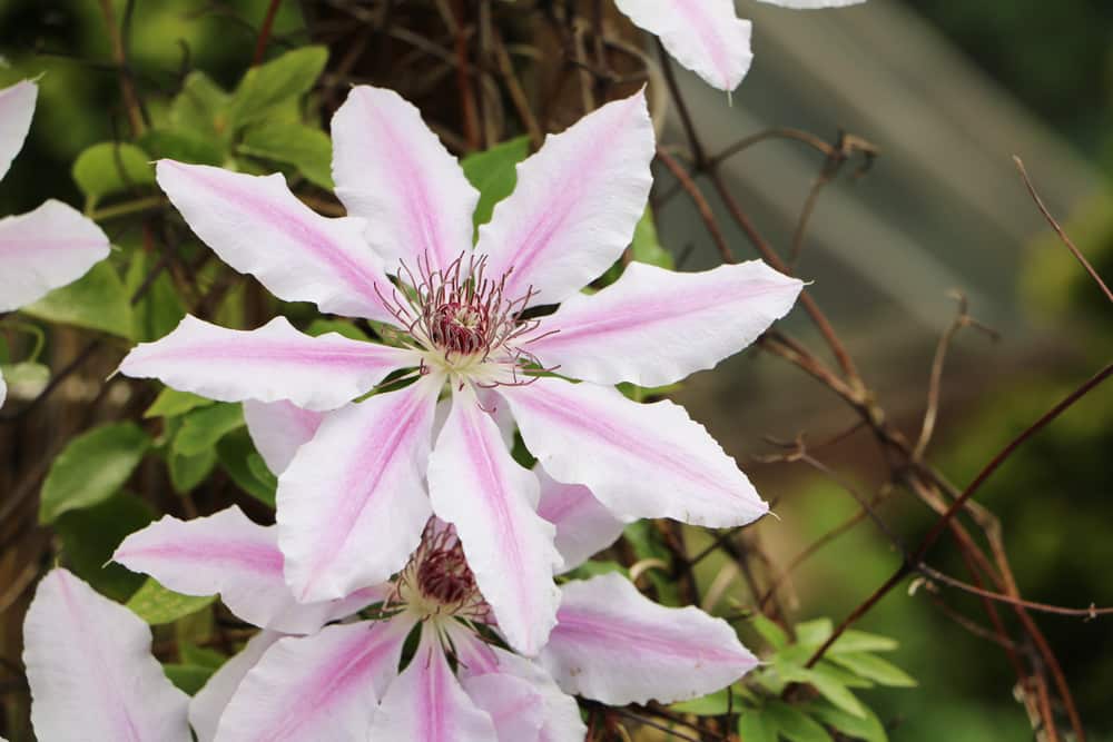Clematis armandii PflegeAnleitung und immergrüne Sorten