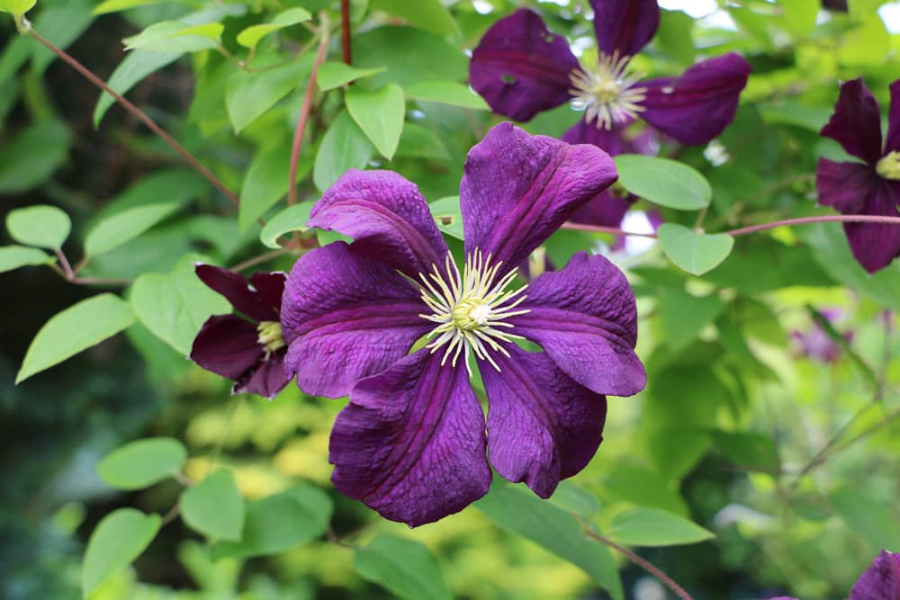 Clematis - Waldrebe