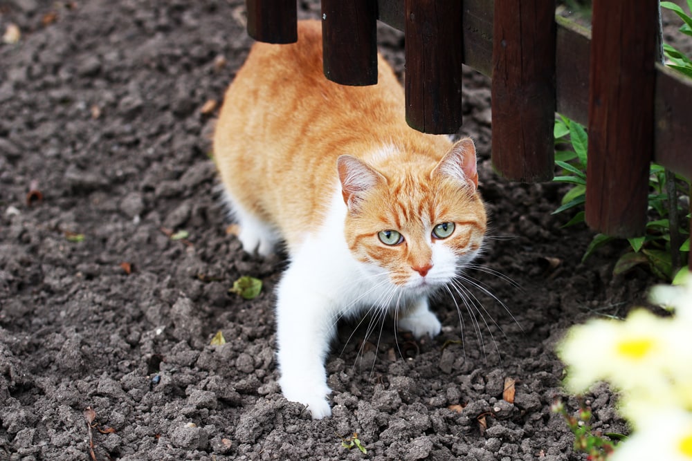 Katze gegen Ratten im Garten