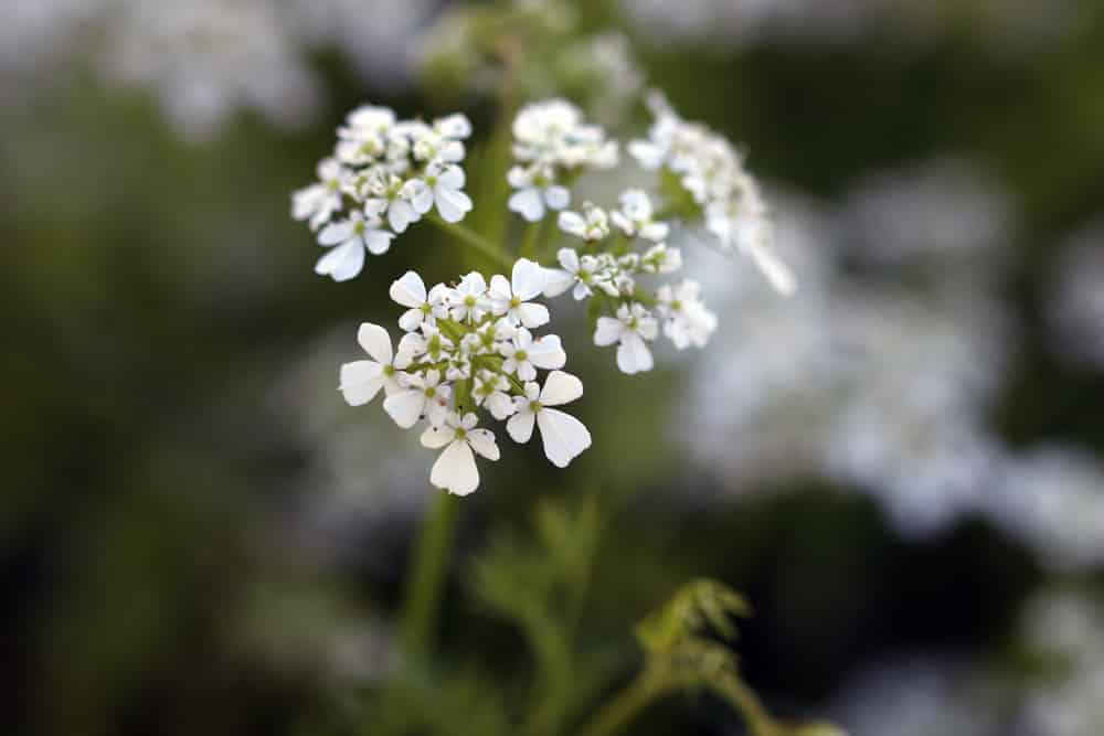 Kerbel - Gartenkerbel - Anthriscus cerefolium