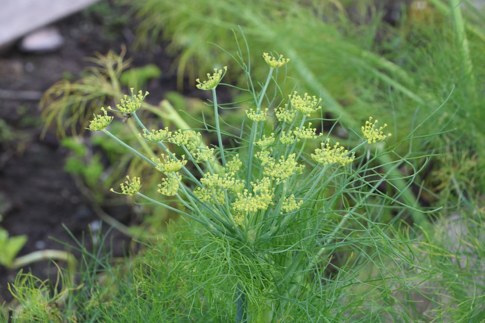 Salatkäuter - Dill - Anethum graveolens