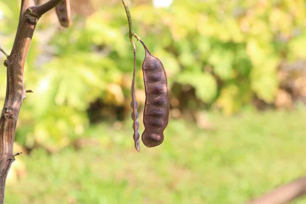 Paraserianthes lophantha, Seidenakazie, Schirmakazie