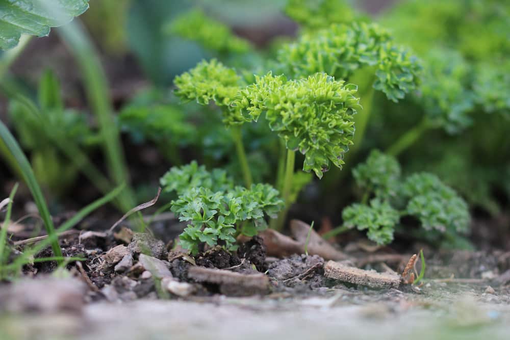 Salatkräuter - Petersilie - Petroselinum crispum