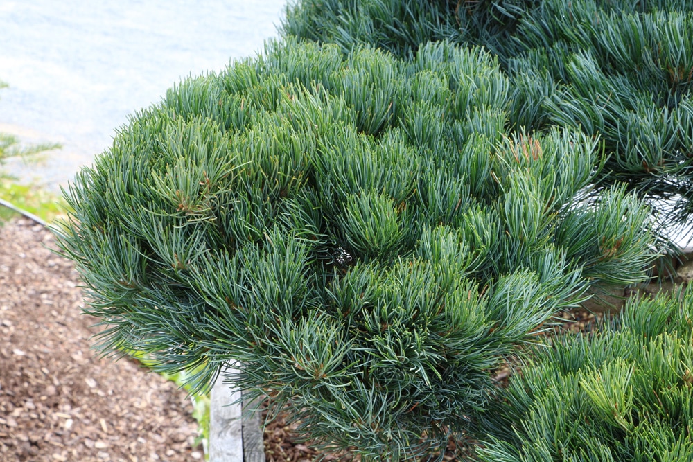 Pinus parviflora, Mädchen-Kiefer