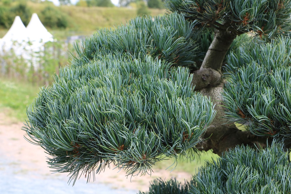 Blaue Mdchenkiefer: Pflege und Schneiden | Haltung als Bonsai -  Hausgarten.net