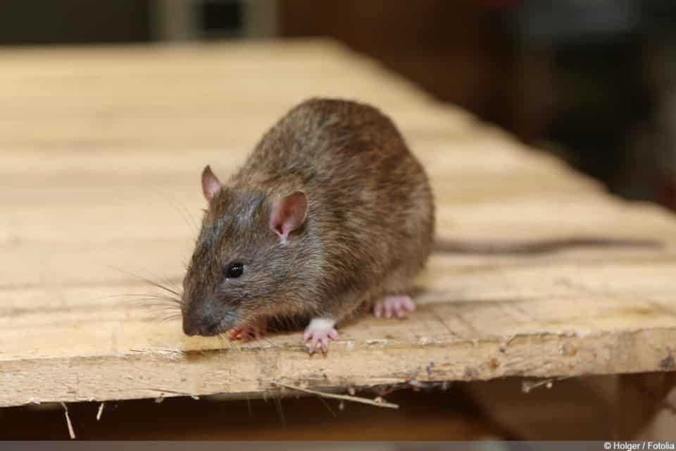 Ratten im Garten was tun? So bekämpfen Sie die Rattenplage