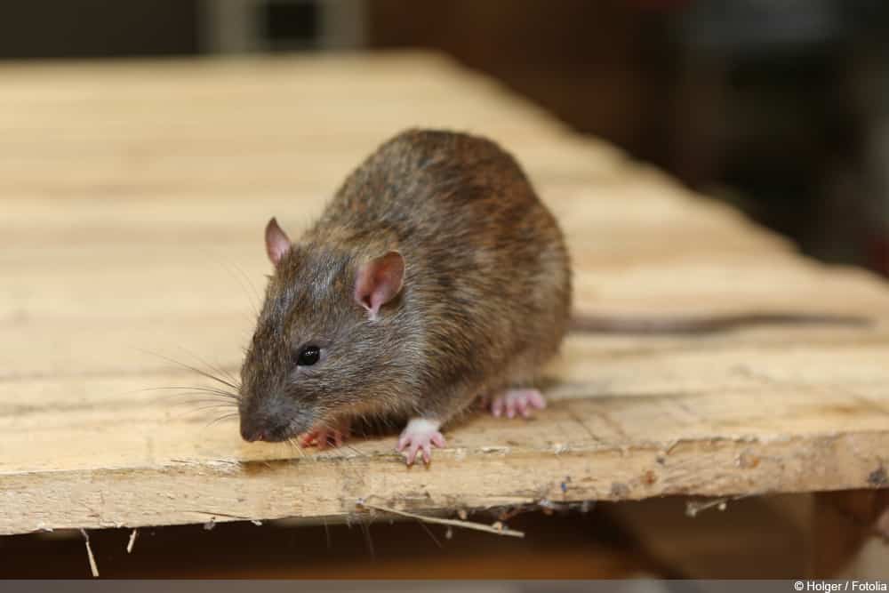 Ratte als Schädling im Garten