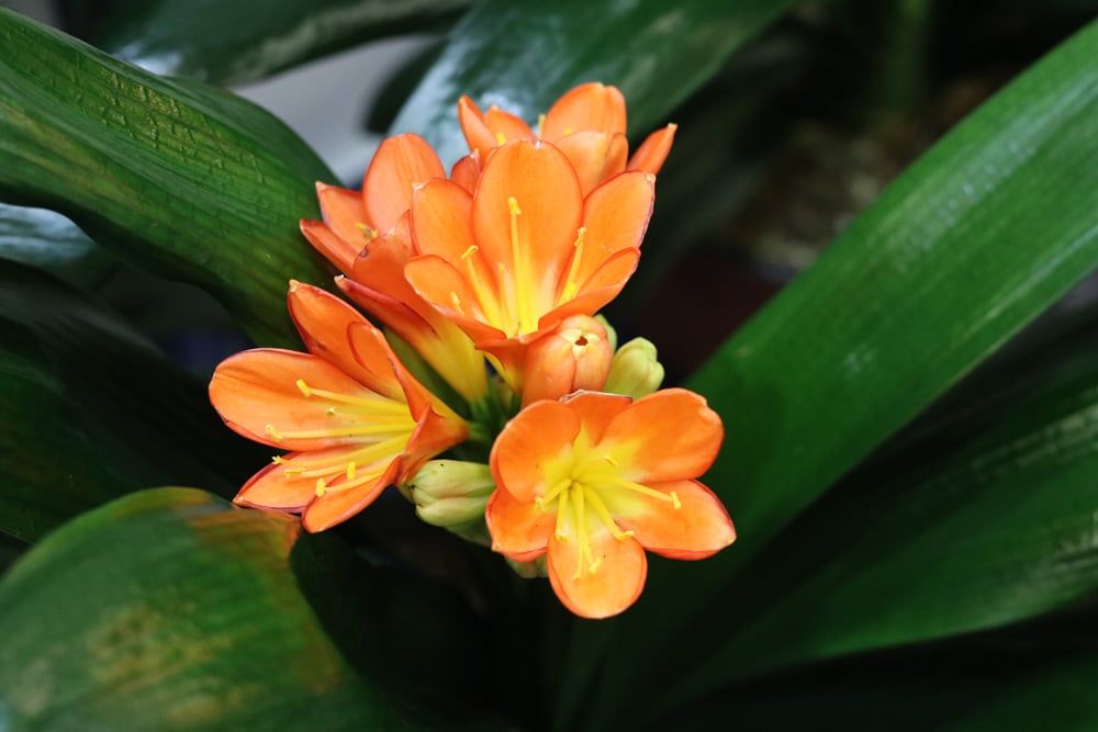 Riemenblatt - Klivie - Clivia miniata