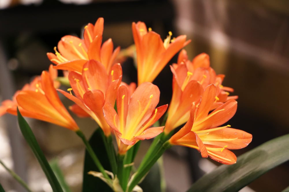 Riemenblatt - Klivie - Clivia miniata