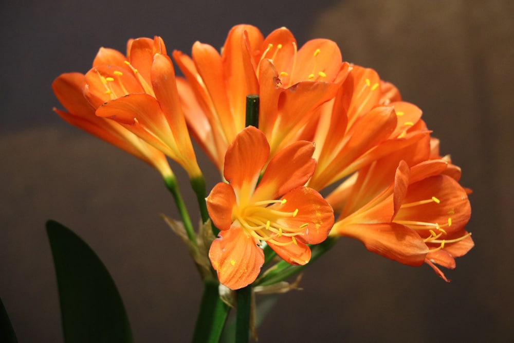 Pflege der Clivia | Clivie umtopfen und vermehren | Ist sie giftig? -  Hausgarten.net