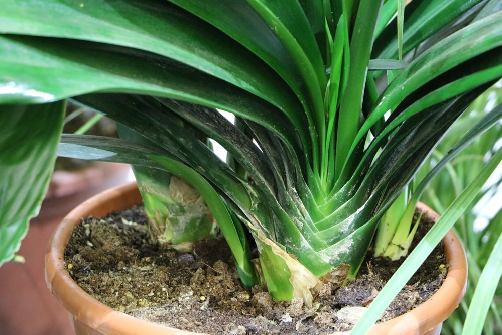 Riemenblatt - Klivie - Clivia miniata