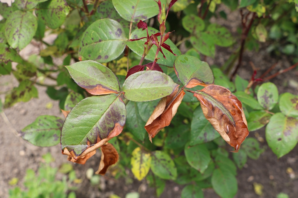 Roserost - braune Blätter