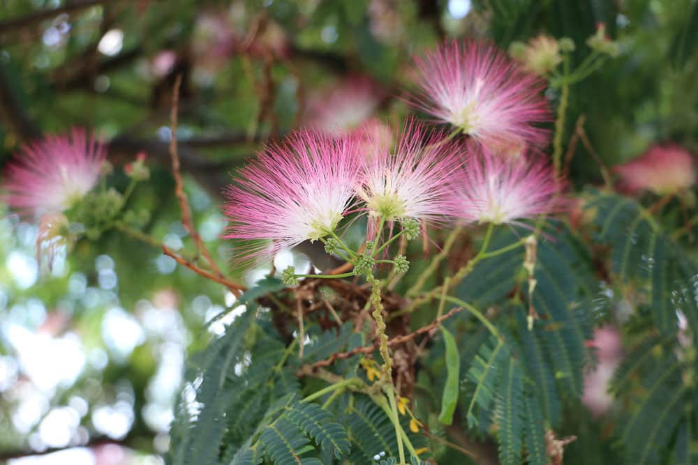 Seidenakazie - Albizia julibrissin