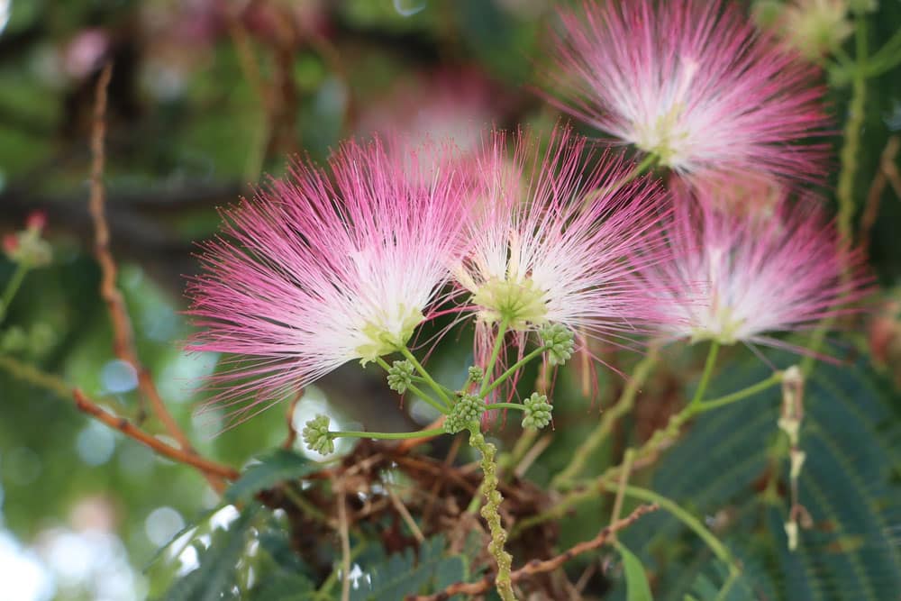 Seidenakazie - Albizia julibrissin