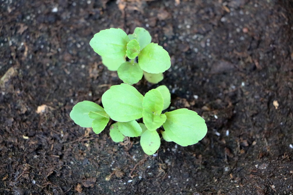 Stevia rebaudiana - Süßkraut