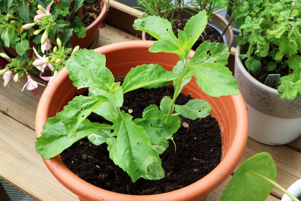 Stevia rebaudiana - Süßkraut