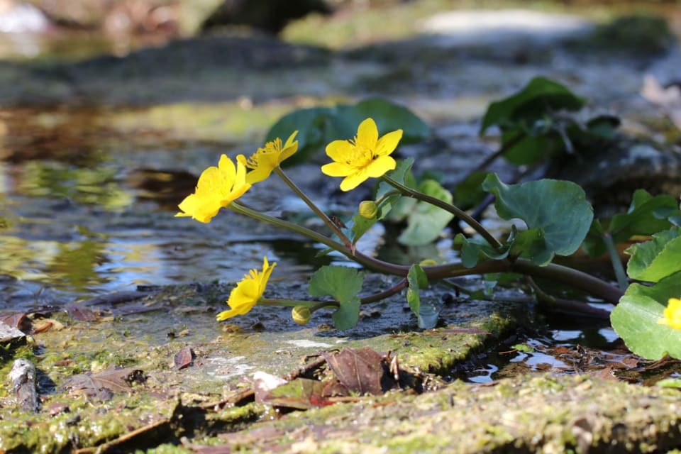 Sumpfdotterblume im Teich Standort, Pflege und Vermehren