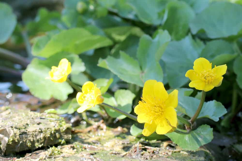 SumpfSchwertlilie, Iris pseudacorus Pflege von A bis Z