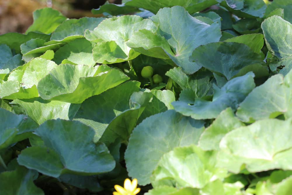 Sumpfdotterblume - Caltha palustris