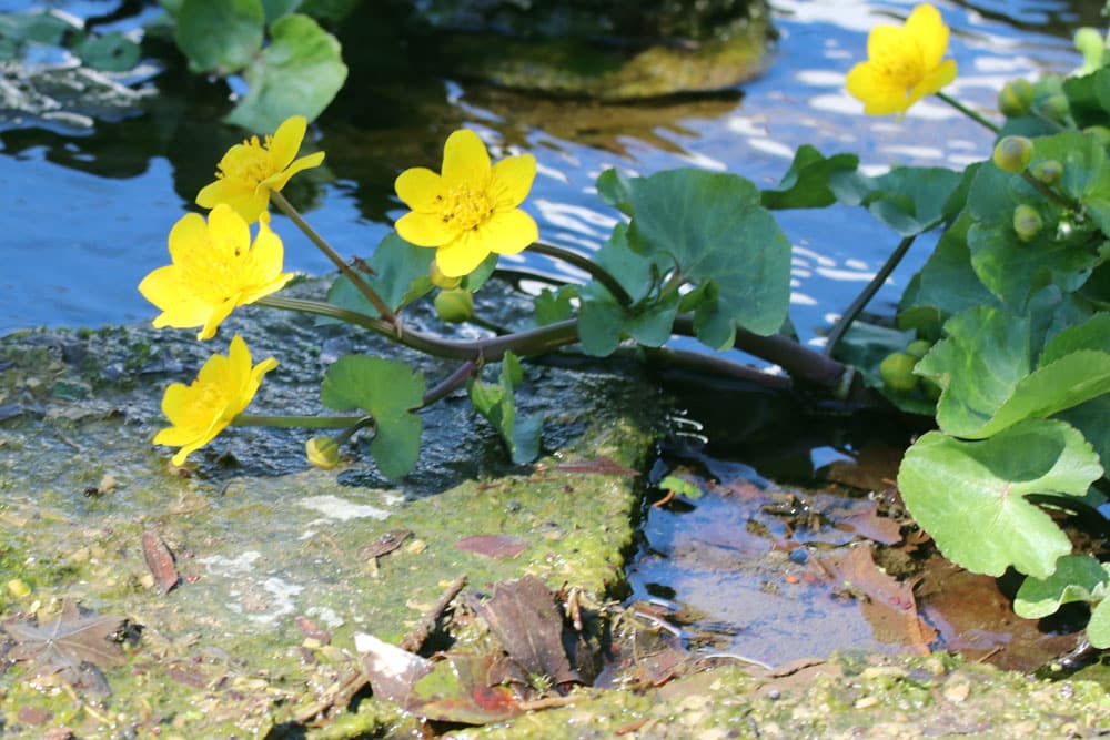 Sumpfdotterblume - Caltha palustris