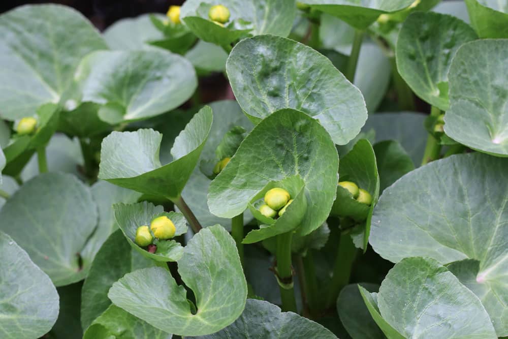 Sumpfdotterblume - Caltha palustris