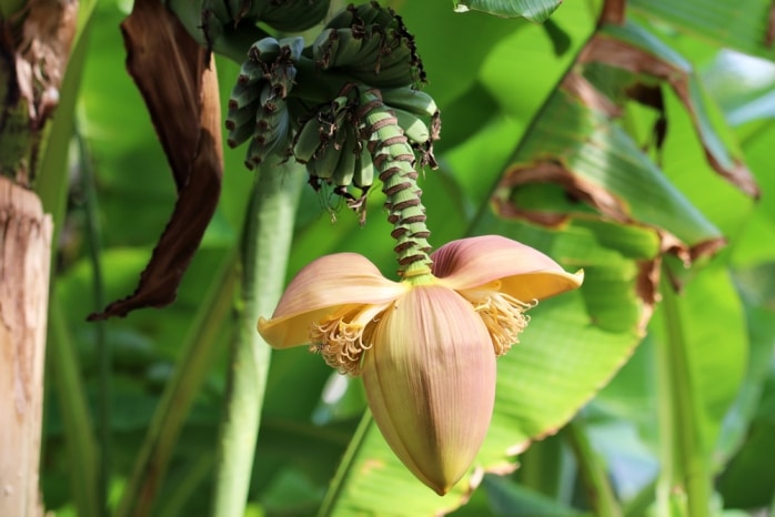 Bananenpflanze bekommt braune Blätter was ist zu tun? Banane