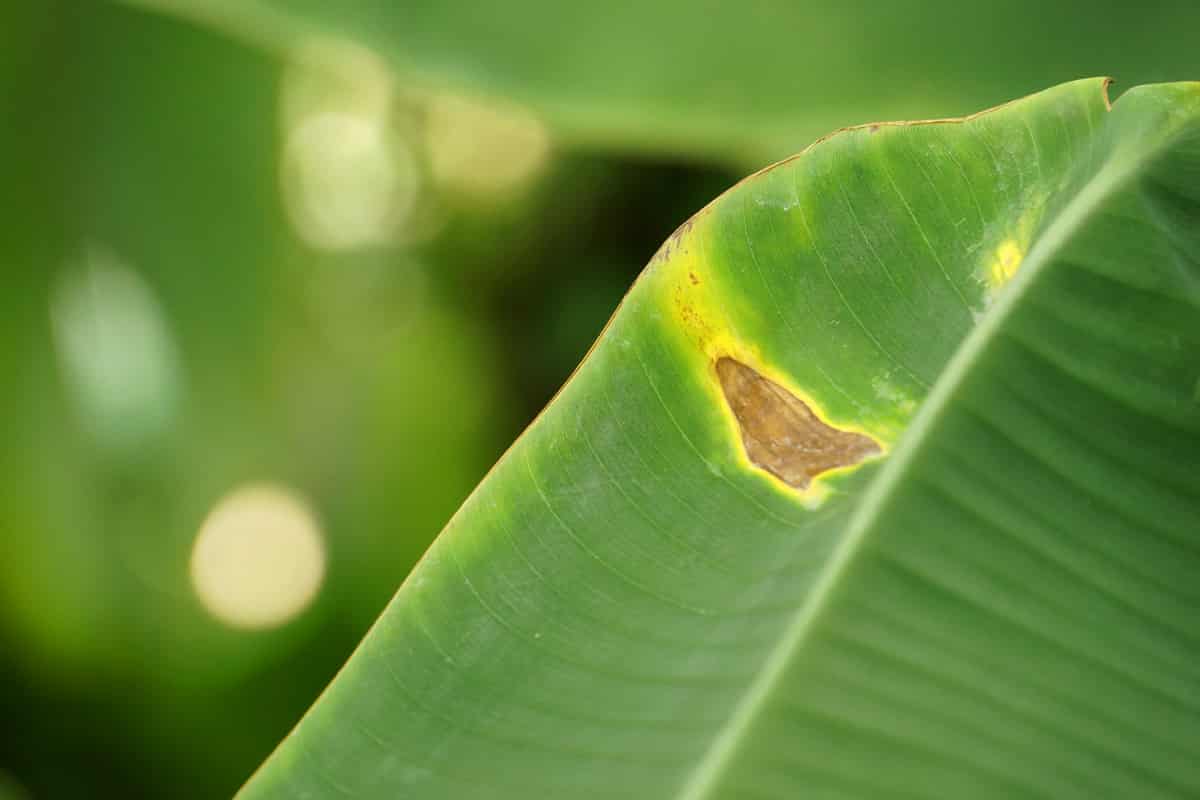 Banane bekommt braune Blätter