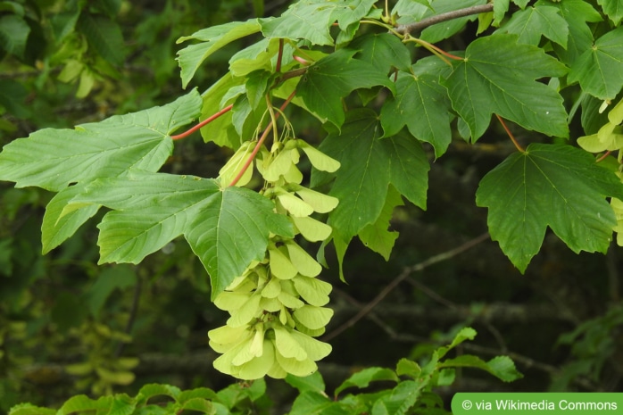 Berg-Ahorn, Wald-Ahorn (Acer pseudoplatanus)