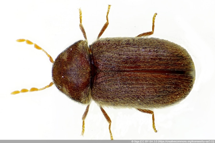 Braune Käfer in Haus und Wohnung was ist zu tun? Fliegende Käfer