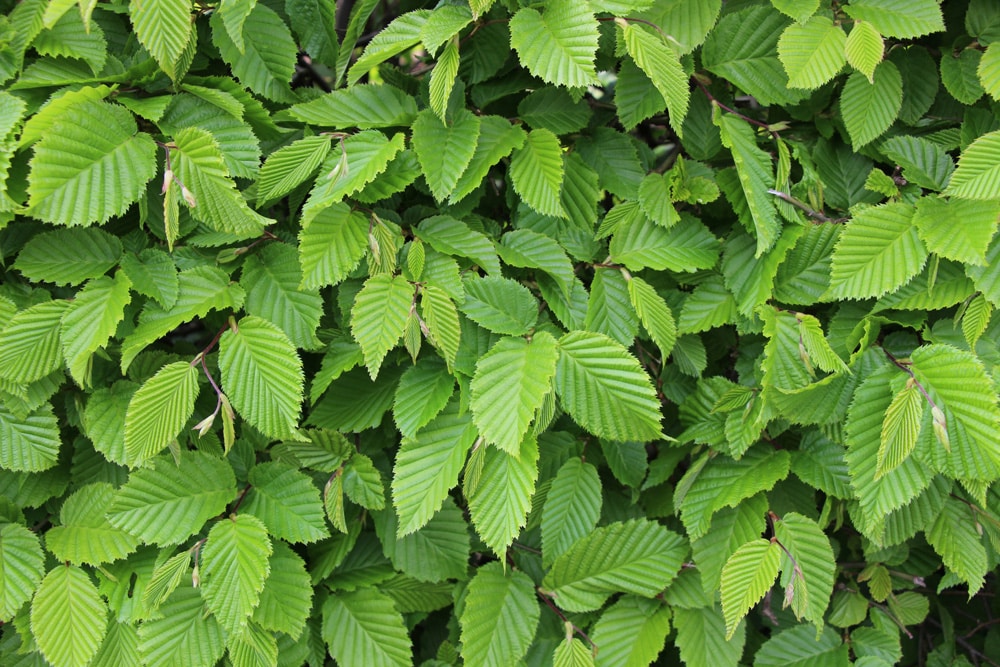 Buche - Fagus