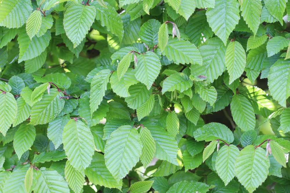 Buche - Fagus