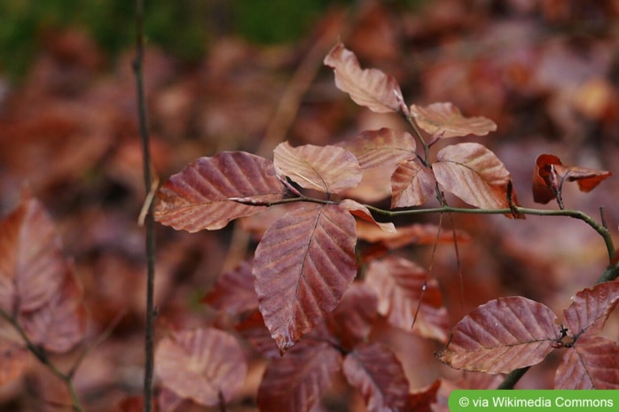 Buche, Rot-Buche (Fagus sylvatica)