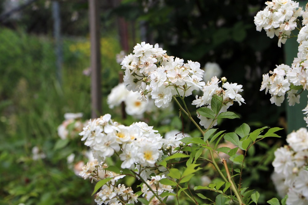 Büschelrose - Rosa multiflora