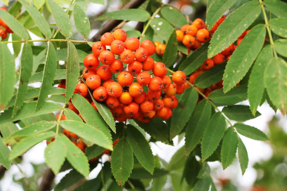 Vogelbeere, Eberesche, Vogelbeerbaum, Sorbus aucuparia