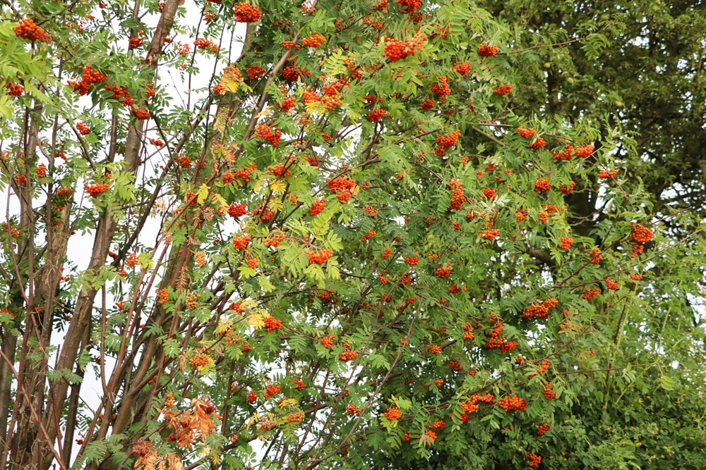 Vogelbeere, Eberesche, Vogelbeerbaum, Sorbus aucuparia