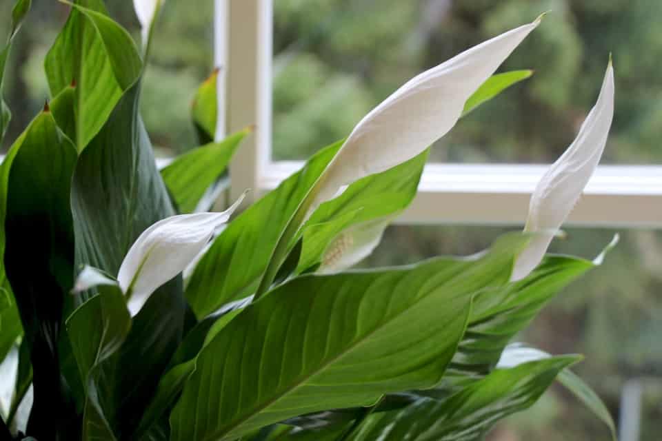 Einblatt bekommt braune Blätter was tun? 8 Tipps für Spathiphyllum
