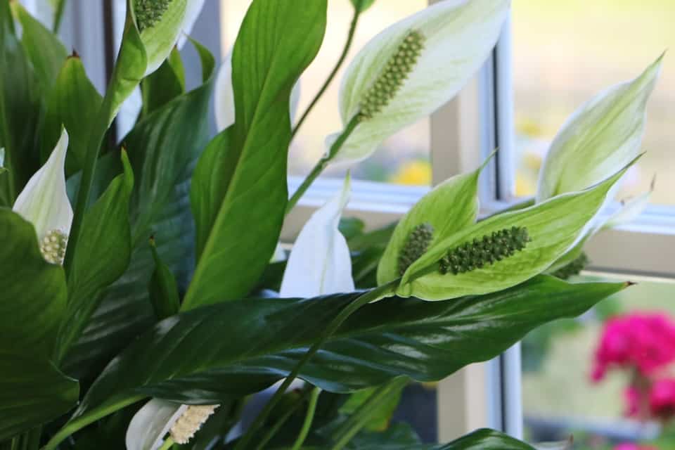 Einblatt bekommt braune Blätter was tun? 8 Tipps für Spathiphyllum