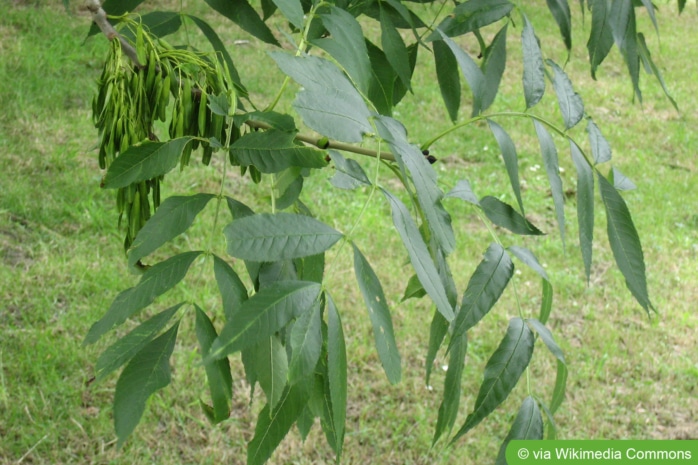 Esche, Hohe Esche (Fraxinus excelsior)