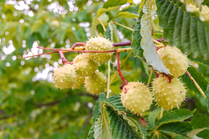 Esskastanie - Edelkastanie - Marone (Castanea sativa)