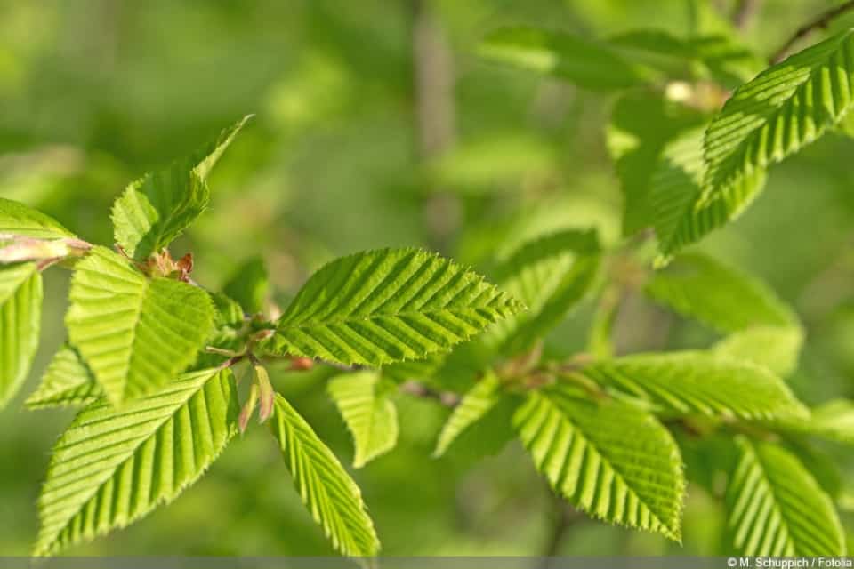 Götterbaum, Ailanthus altissima Steckbrief & Pflege im Garten