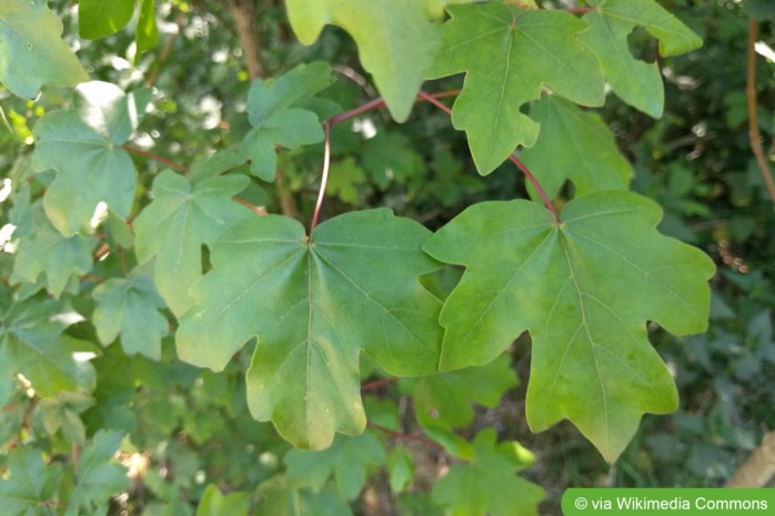 Feld-Ahorn, Maßholder (Acer campestre)