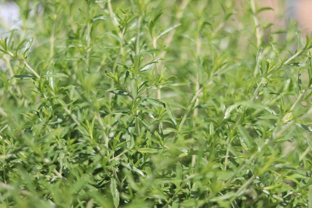 Feldthymian - Sandthymian - Thymus serpyllum