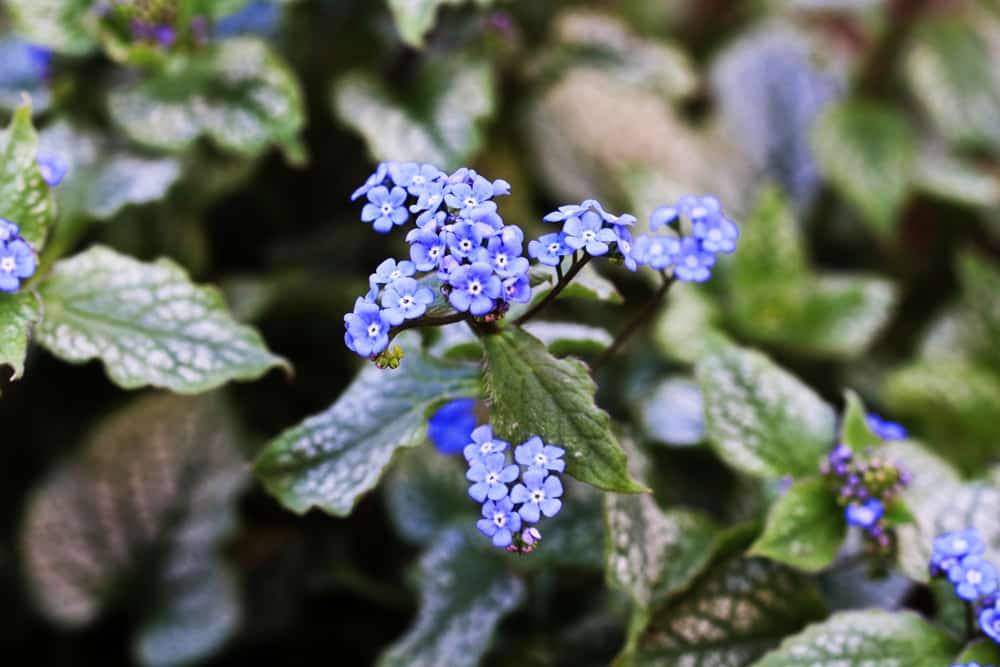 Großblättriges Kaukasus-Vergissmeinnicht - Brunnera macrophylla