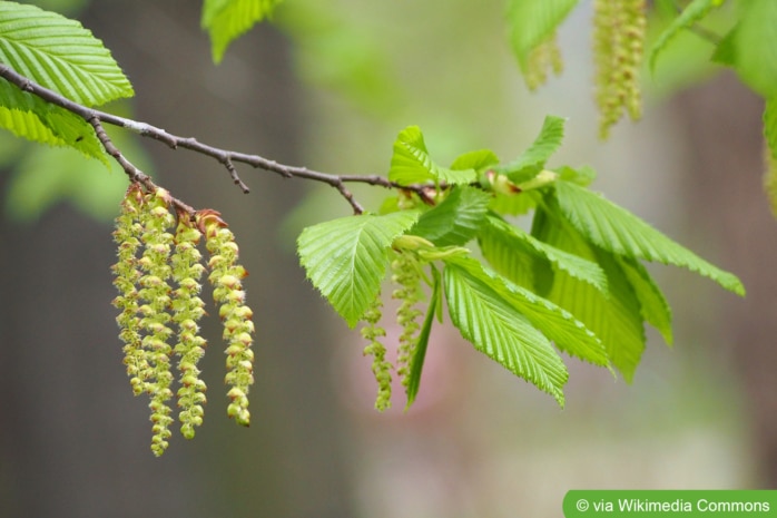 Hainbuche, Hagebuche, Weißbuche (Carpinus betulus)