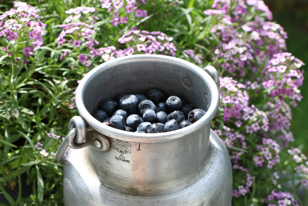 Heidelbeeren - Blaubeeren - Vaccinium myrtillu