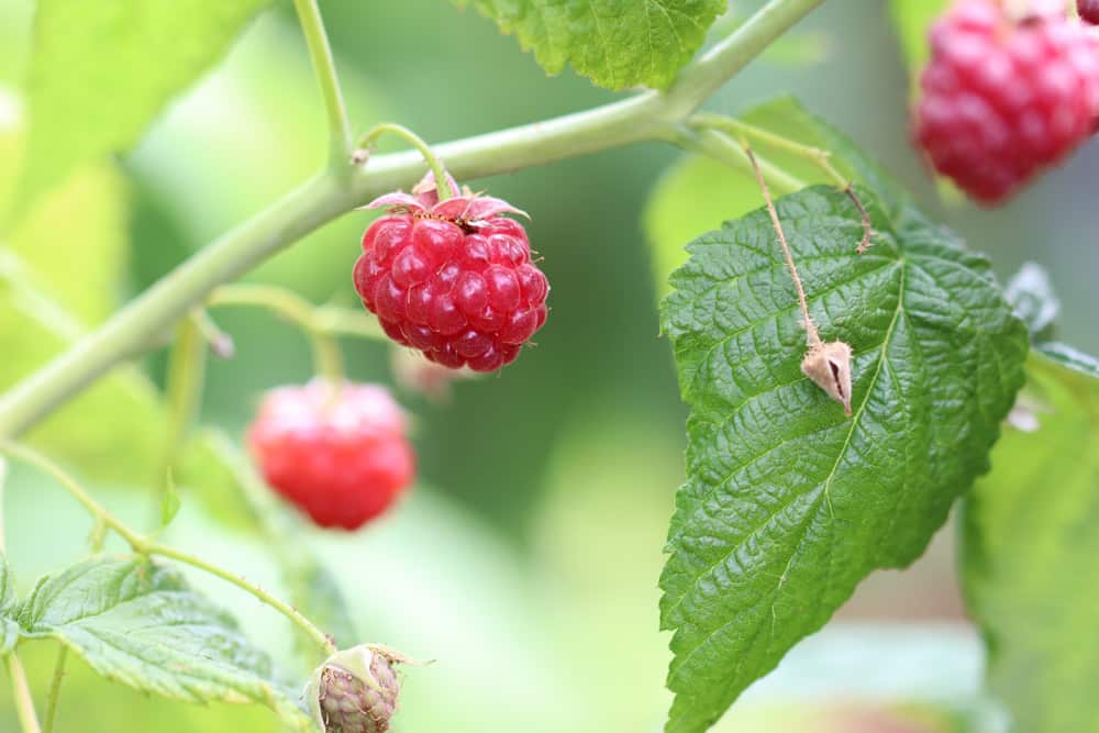 Himbeeren - Rubus idaeus