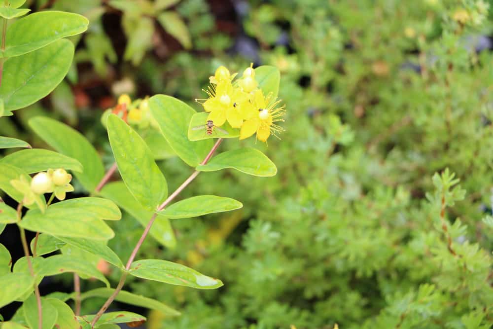 Johanniskraut - Hypericum perforatum